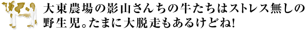 “大東農場の影山さんちの牛たちはストレス無しの野生児 たまに大脱走もあるけどね！