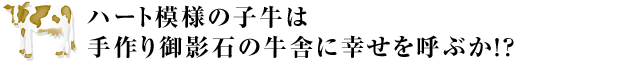 “ハート模様の子牛は手作り御影石の牛舎に幸せを呼ぶか!?